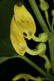 Aristolochia clematitis RCP6-09 068.jpg